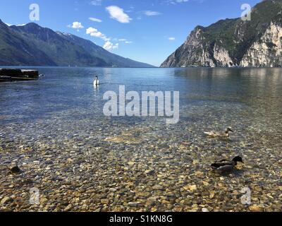 Riva del Garda, Gardasee, Italien - Mai 2017: Blick vom Rand der das kristallklare Wasser über den See Stockfoto