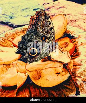 Caligo Brasiliensis Sulanus, Owl Butterfly. Bestellung: Lepidoptera. Unterordnung: Rhopalcera. Arthropoden, Erwachsener, Costa Rica Stockfoto