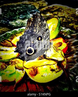 Caligo Brasiliensis Sulanus, Owl Butterfly. Bestellung: Lepidoptera. Unterordnung: Rhopalcera. Arthropoden, Erwachsener, Costa Rica Stockfoto