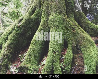 Baumstamm mit starken Wurzeln am Boden befestigt Stockfoto