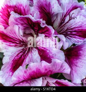 Rosa und weiße und rote orientalische Lilie Zentrum Stockfoto