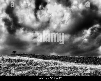 Einsamer Baum und Steinmauer vor dramatischen Himmel Stockfoto