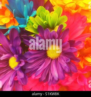 Ein Bouquet von verschiedenen farbigen Gänseblümchen. Stockfoto