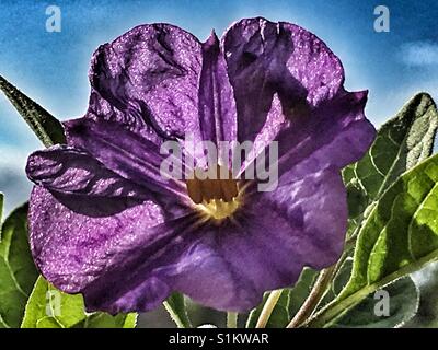 Blaue Kartoffel Strauch, Blume Stockfoto