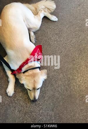 Labrador Retriever entspannend Stockfoto