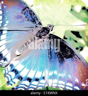 White Admiral Schmetterling in North Carolina Stockfoto