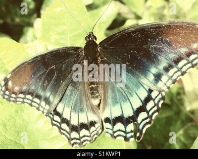 Limenitis Arthemis Schmetterling auf Blatt in North Carolina Hinterhof Stockfoto