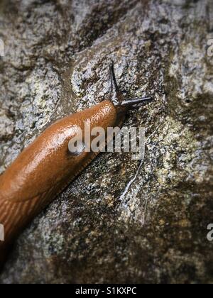 Schnecke auf einem Felsen Stockfoto