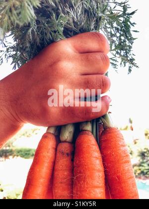 Hält eine Reihe von frisch gegrabene Karotten Stockfoto