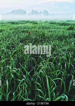 Eine Weide mit einer in der Nähe von Gras in der Dämmerung mit Tau, Worpswede, Deutschland Stockfoto