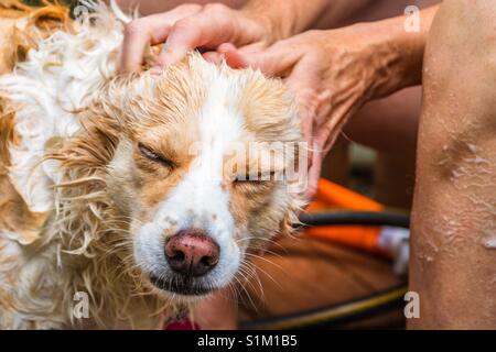 Horizontale Foto eines blonden Border Collie mix gewaschen und rieb ihren Kopf von einer weißen Frau Stockfoto