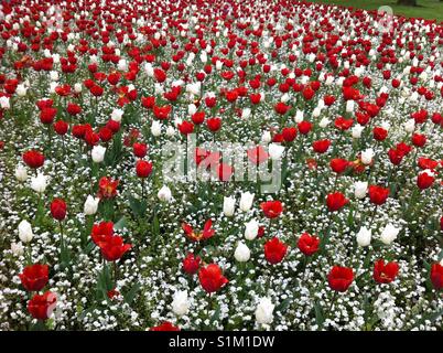 Wales - Rote und Weiße Tulpen in Blumenbeeten Stockfoto