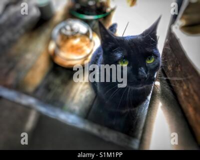 Schwarze Katze mit ausdrucksvollen Augen sitzen am Tisch Stockfoto