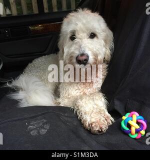 Goldendoodle mit Spielzeug, ein rubberball, Rücksitz des Autos warten, weißen Hund Stockfoto