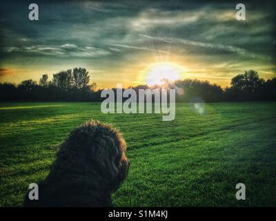 Schwarz Labradoodle Hund sitzen in einem Feld beobachten die Sonne unten gehen Stockfoto