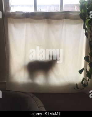 Schatten der Katze hinter Vorhang Stockfoto