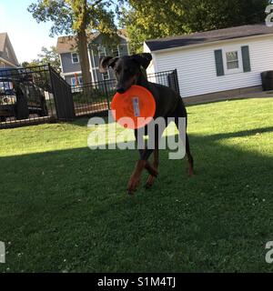 Dobermann Frisbee zu spielen! Stockfoto