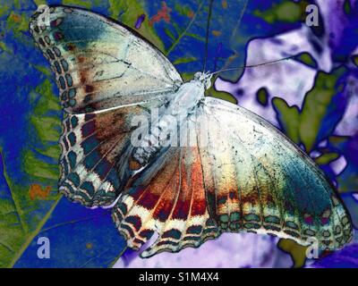 Hübsche weiße Admiral Schmetterling mit Filter Stockfoto