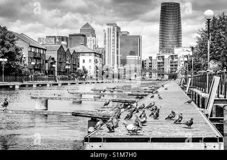 Tauben auf einem Steg an der Docklands mit den Wolkenkratzern der Canary Wharf im Hintergrund, London Stockfoto