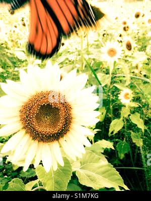 Monarch fliegen aus Sonnenblumen, blasse Filter, Morgensonne Stockfoto