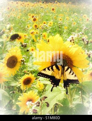 Weichzeichner auf Foto von gelben Schmetterling in Feld mit Sonnenblumen Stockfoto