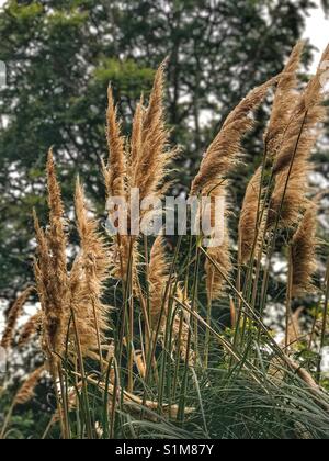 Wunderschöne goldene Zierpflanzen Pampas Gras gegen verwackelte Baum Hintergrund Stockfoto