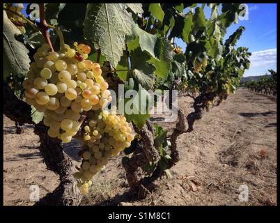 Macabeo reifenden Trauben am Weinstock, Katalonien, Spanien. Stockfoto