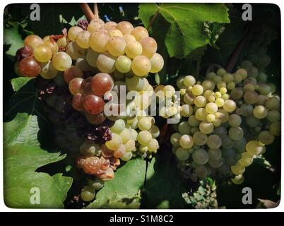 Macabeo reifenden Trauben am Weinstock, Katalonien, Spanien. Stockfoto