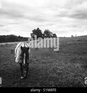 Pferd mit Insekten Schutz im Feld, Skane, Schweden, Skandinavien Stockfoto