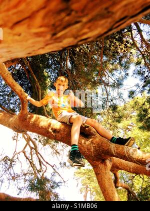 Acht Jahre alten Jungen sitzen auf dem Baum Stockfoto