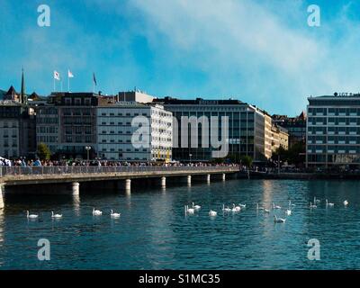 Schwäne und Menschen, die sich am Genfer See Stockfoto