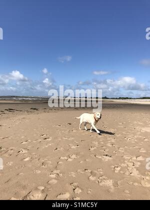 Newton Bay, Porthcawl, Wales - August 2017: Für einen Spaziergang ... eine Golden Labrador Spaziergänge auf den menschenleeren Strand Stockfoto