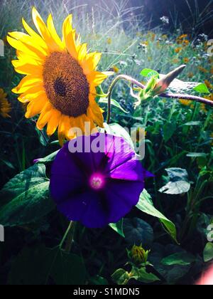 Morning glory Garnwindungen um Sonnenblumen in der frühen Morgensonne Stockfoto