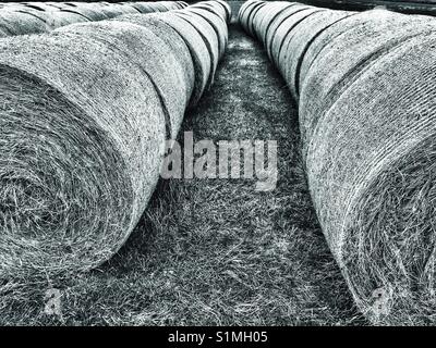 Heuballen Stockfoto