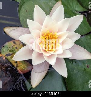 Water Lilly Stockfoto