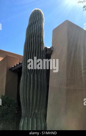 Hohe Saguaro vor der südwestlichen Stil Gebäude Stockfoto