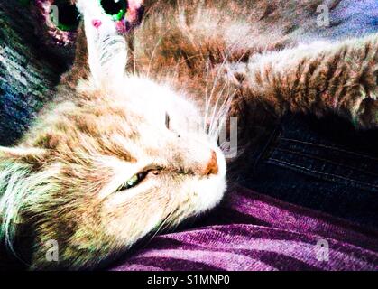 Ziemlich Puff-langhaarige cremefarbenen Katze kuschelt Stockfoto