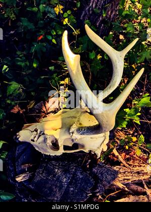 Nach links weist, whitetail Schädel Stockfoto