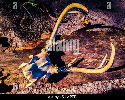 Bunte Foto von odocoileus virginianus Schädel - Whitetail Stockfoto