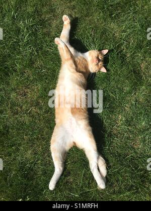 Ginger cat Sonnenbaden am August Bank Holiday Stockfoto