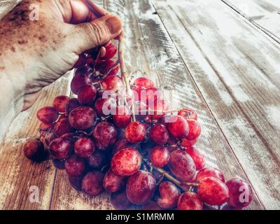 Frau herauf ein Strauß roter Trauben Stockfoto