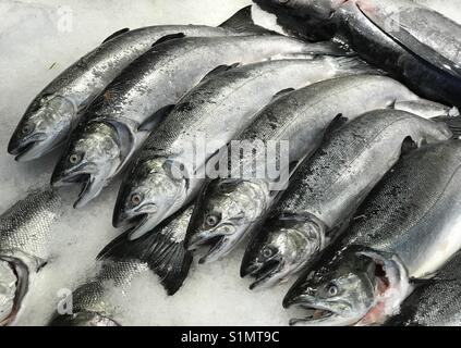 Chinook (König) Lachs, auf Eis, Pike Place Market, Seattle Stockfoto