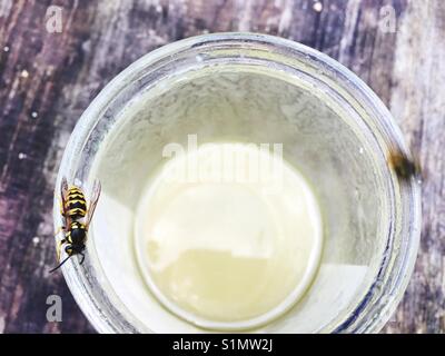 Wespen Honig sammeln von a Glas Stockfoto