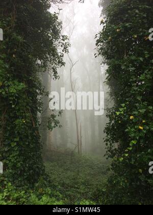 San Bruno Mountain, Daly City, Kalifornien Stockfoto