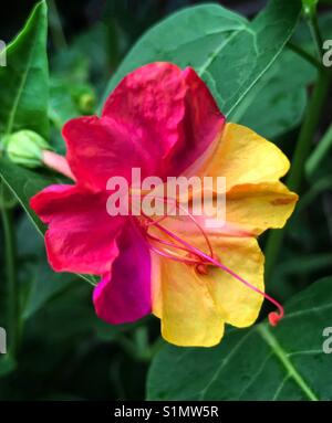 Pink und Gelb vier Uhr Blume Nahaufnahme, Mirabilis jalapa Stockfoto