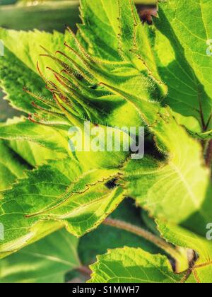 Sonnenblume Bud. Blume, die auf einem "russischen Riesen" Sonnenblume, Helianthus annuus 'russische Riese". Stockfoto