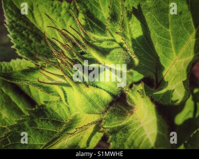 Sonnenblume Bud. Blume, die auf einem "russischen Riesen" Sonnenblume, Helianthus annuus 'russische Riese". Stockfoto