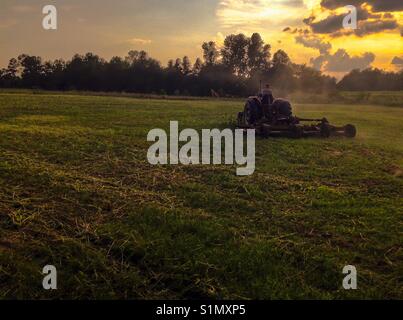 Die Sonnenblumen - Mann auf dem Traktor mähen Feld in der Abendsonne - North Carolina Stockfoto