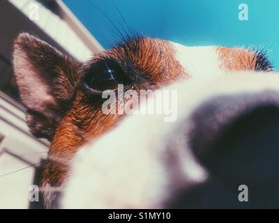 In der Nähe von Jack Russell Terrier hunde, wie sie von der Kamera schnüffelt. Stockfoto