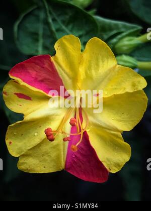 Vier Uhr Blume Nahaufnahme, Mirabilis jalapa Stockfoto